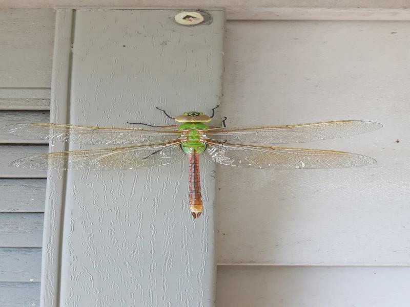 Halton Region Pest Control, Canada